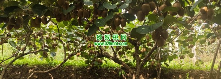 七曲村beat365猕猴桃当季beat365猕猴桃，正式鲜甜上市