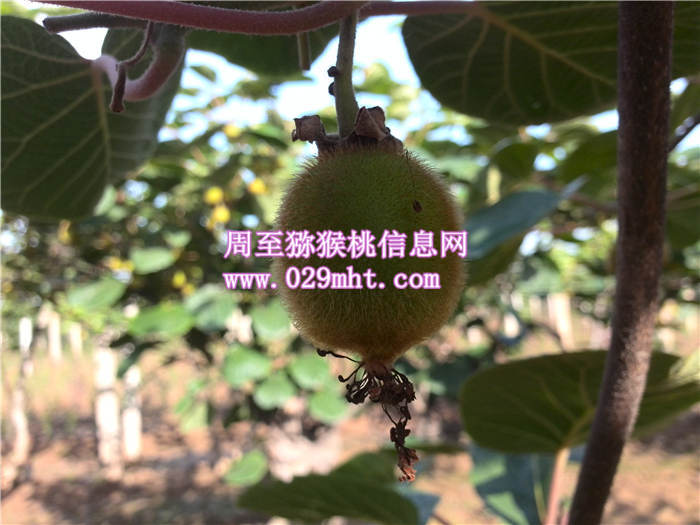 beat3656月份成长状况