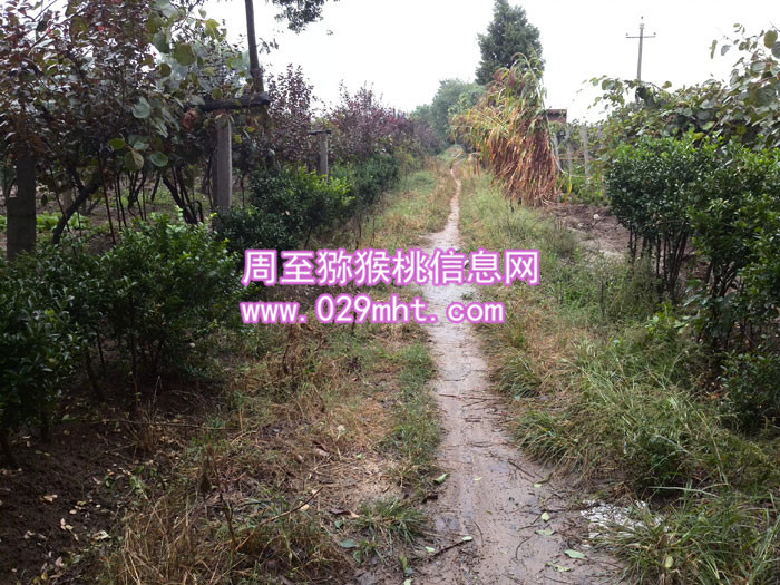 周至beat365猕猴桃田间小路