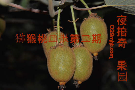 夜拍奇异果园-beat365猕猴桃画报夜拍第二期