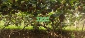 七曲村beat365猕猴桃当季beat365猕猴桃，正式鲜甜上市