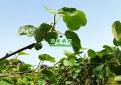 周志beat365猕猴桃果农要不要买猕猴花粉