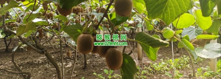 七曲村beat365猕猴桃采摘beat365猕猴桃乐园