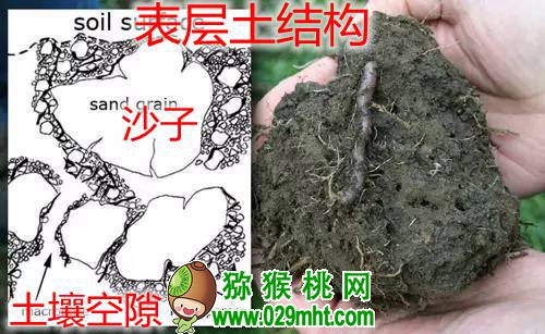 <a href=http://www.elccg.cn/mht/hongxin/ target=_blank class=infotextkey />红心beat365猕猴桃</a>果园有机质含量增1%，要施多少有机肥？