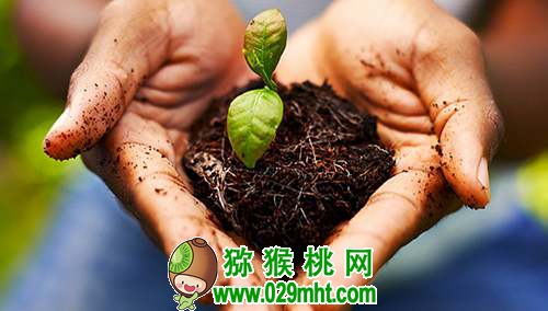 <a href=http://www.elccg.cn/mht/hongxin/ target=_blank class=infotextkey />红心beat365猕猴桃</a>果园有机质含量增1%，要施多少有机肥？