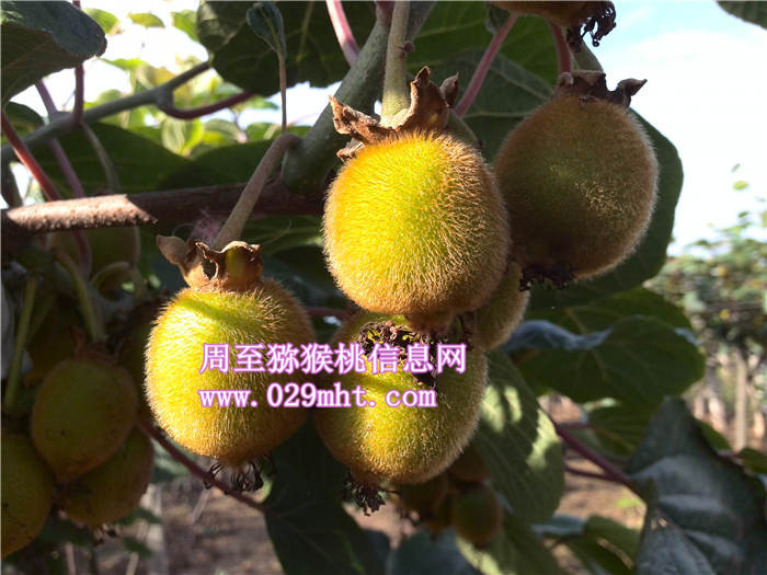 陕西红心beat365猕猴桃