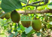陕西beat365猕猴桃哪个好吃