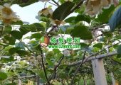 赏花周至beat365猕猴桃花比油菜花更漂亮的