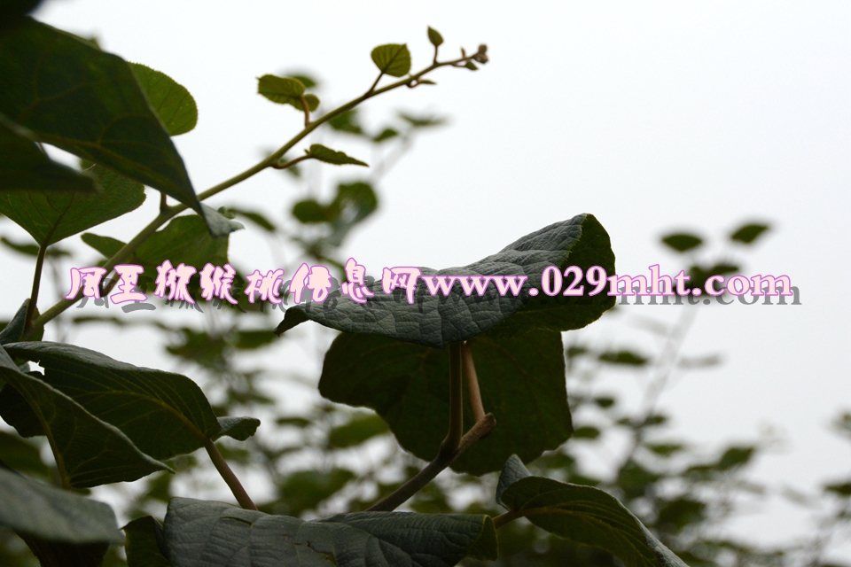 <a href=http://www.elccg.cn/mht/huangxin/ target=_blank class=infotextkey />黄心beat365猕猴桃</a><a href=http://www.elccg.cn target=_blank class=infotextkey>奇异果</a>叶子图片.jpg