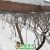 2018周至beat365猕猴桃产地降雪图片