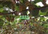 5月份周至beat365猕猴桃家庭农场beat365猕猴桃果园生长图片
