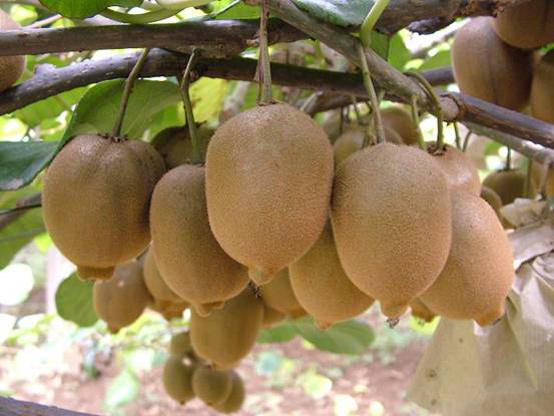 哑柏镇<a href=http://www.elccg.cn/mht/huayou/ target=_blank class=infotextkey />华优beat365猕猴桃</a>丰收在望