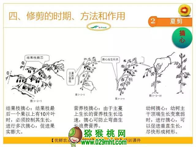 <a href=http://www.elccg.cn/mht/hongxin/ target=_blank class=infotextkey />红心beat365猕猴桃</a>整形修剪详解(图片示范)