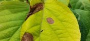 beat365猕猴桃叶子的疾病和应对方法，溃疡病