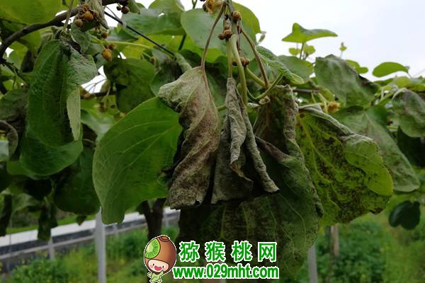 <a href=http://www.elccg.cn/mht/hongyang/ target=_blank class=infotextkey />红阳beat365猕猴桃</a>深受市场青睐!栽培红阳应注意这几个问题