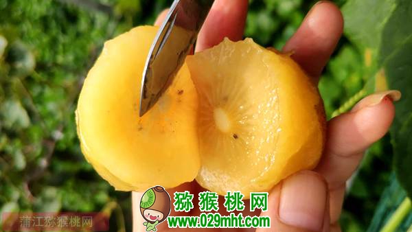 佳沛阳光金果来势汹汹 <a href=http://www.elccg.cn/e/tags/index.php?tagname=%E5%9B%BD%E4%BA%A7%E7%8C%95%E7%8C%B4%E6%A1%83&page=0 target=_blank class=infotextkey />国产beat365猕猴桃</a>还有机会吗?