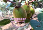 眉县beat365猕猴桃代购