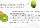 周至beat365猕猴桃宣传图片素材