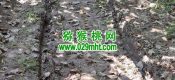 我们周至有机高标beat365猕猴桃果园