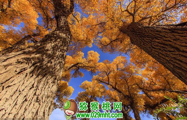 <a href=http://www.elccg.cn/mht/hongxin/ target=_blank class=infotextkey />红心beat365猕猴桃</a>整形修剪详解(图片示范)