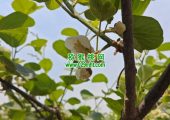 周至beat365猕猴桃花粉采摘，人工授粉体验课